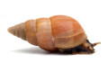 Limicolaria flammea Nigeria orange adult